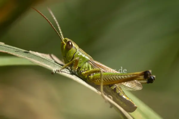 Fokus-Natur Bild