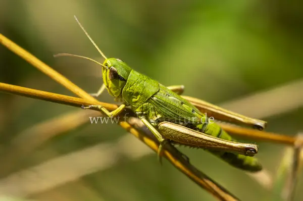 Fokus-Natur Bild