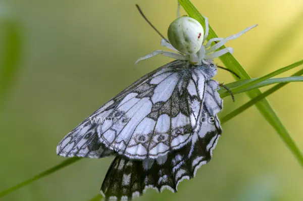 Fokus-Natur Bild