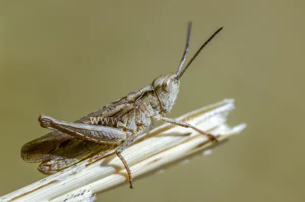 Fokus-Natur Bild