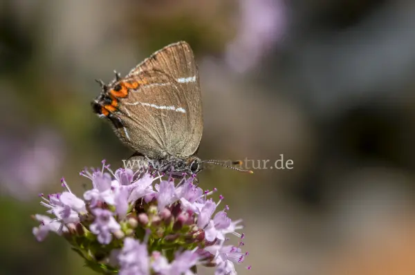 Fokus-Natur Bild