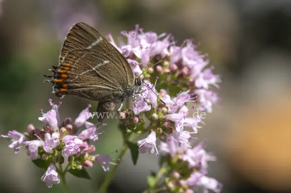 Fokus-Natur Bild