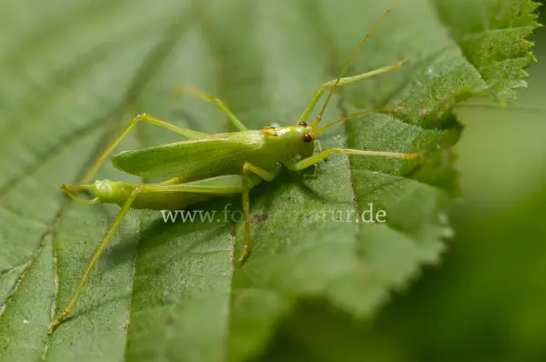 Fokus-Natur Bild