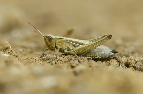 Fokus-Natur Bild
