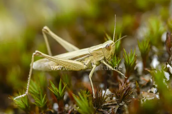 Fokus-Natur Bild