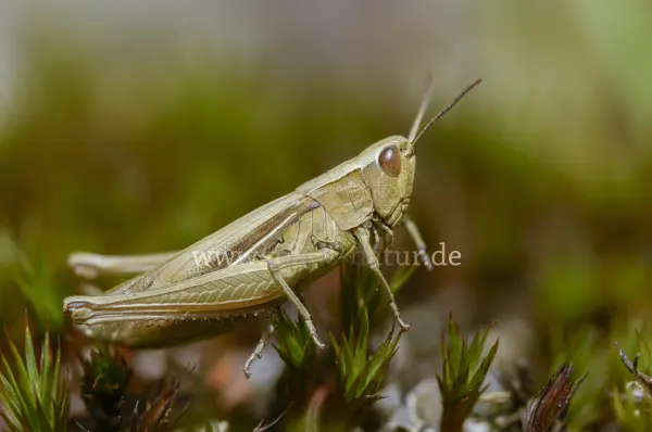 Fokus-Natur Bild