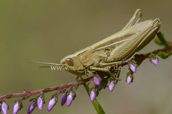 Fokus-Natur Bild