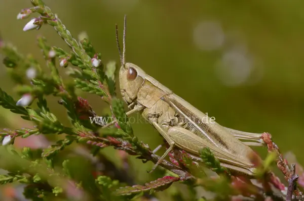 Fokus-Natur Bild