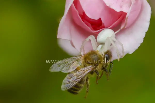 Fokus-Natur Bild
