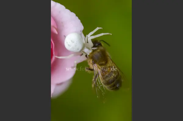 Fokus-Natur Bild