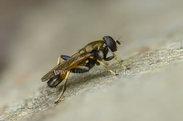 Fokus-Natur Bild