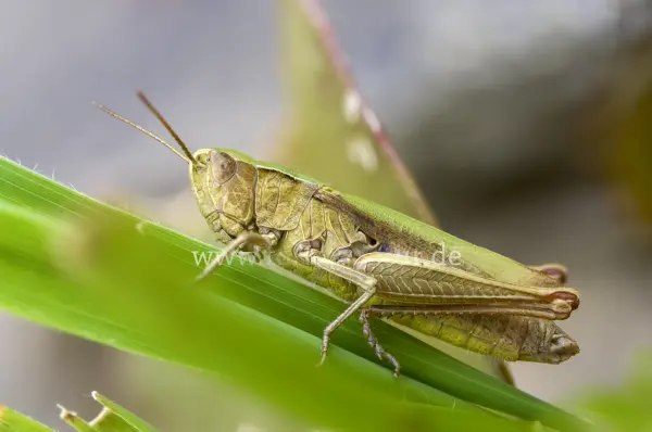 Fokus-Natur Bild