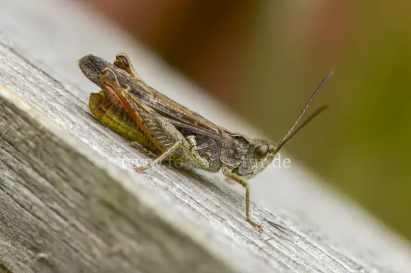 Fokus-Natur Bild