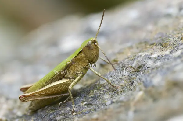 Fokus-Natur Bild