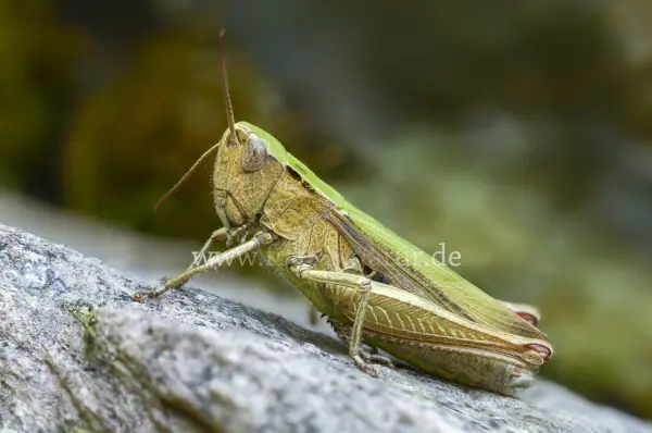 Fokus-Natur Bild