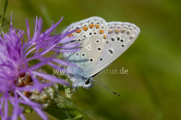 Fokus-Natur Bild