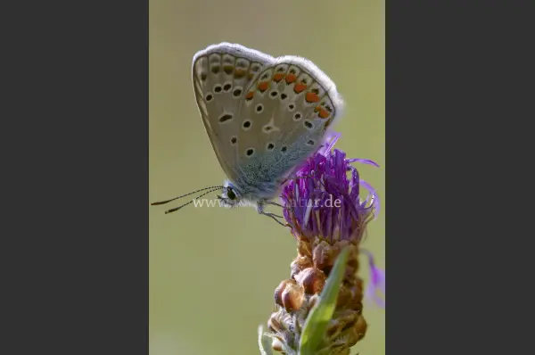 Fokus-Natur Bild