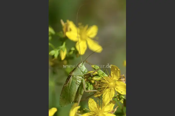 Fokus-Natur Bild
