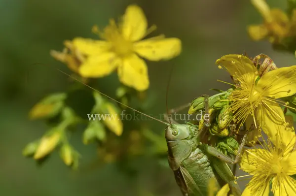 Fokus-Natur Bild