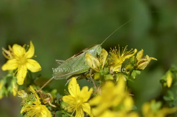 Fokus-Natur Bild