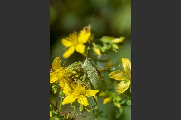 Fokus-Natur Bild