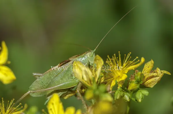 Fokus-Natur Bild