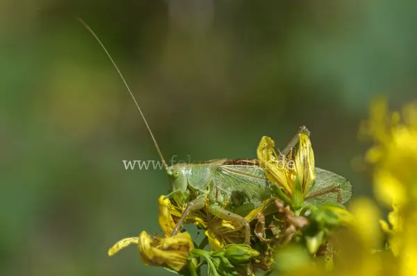 Fokus-Natur Bild