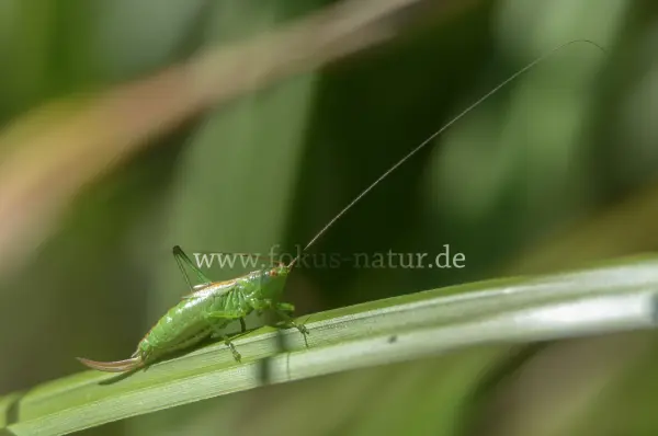 Fokus-Natur Bild