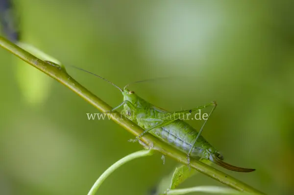 Fokus-Natur Bild