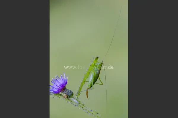 Fokus-Natur Bild