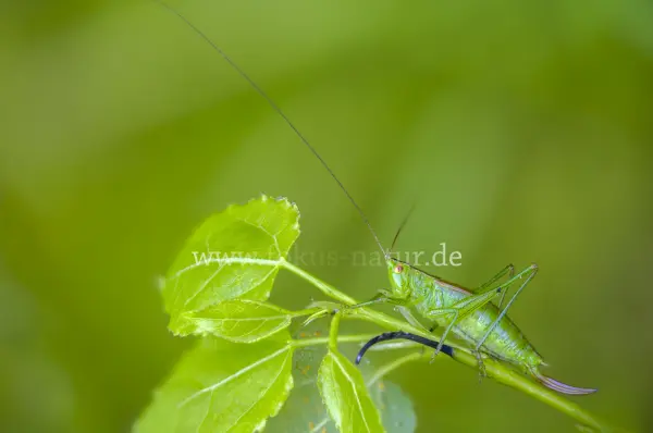 Fokus-Natur Bild