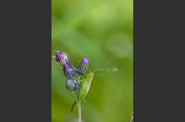 Fokus-Natur Bild