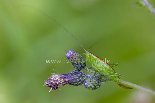 Fokus-Natur Bild