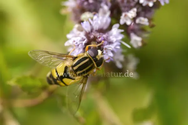 Fokus-Natur Bild