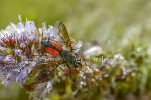 Fokus-Natur Bild