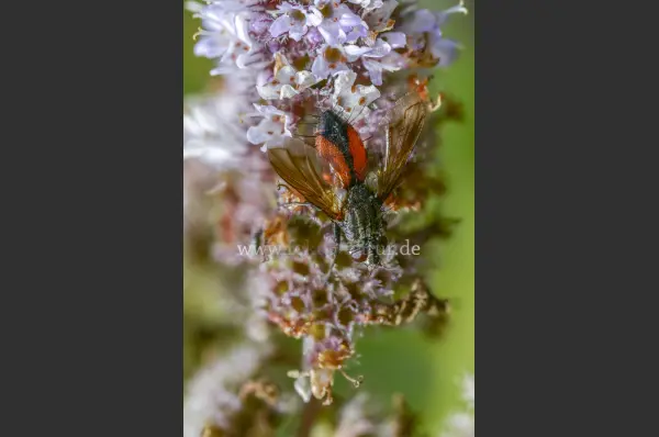 Fokus-Natur Bild
