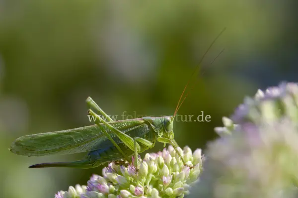 Fokus-Natur Bild