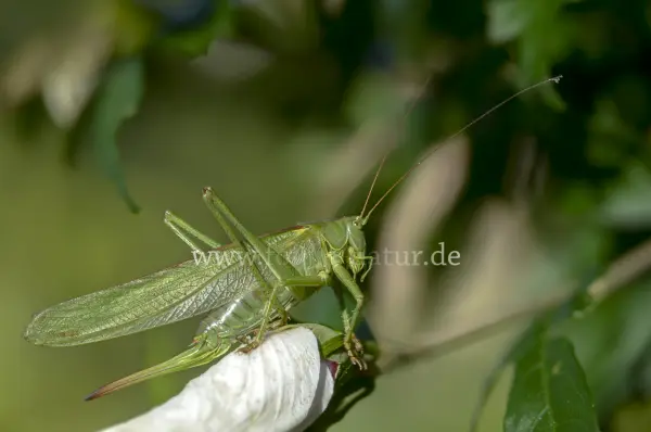 Fokus-Natur Bild