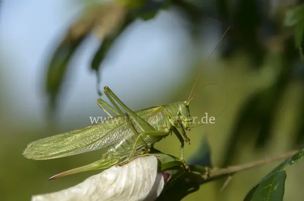 Fokus-Natur Bild