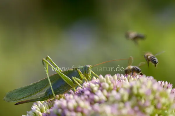 Fokus-Natur Bild