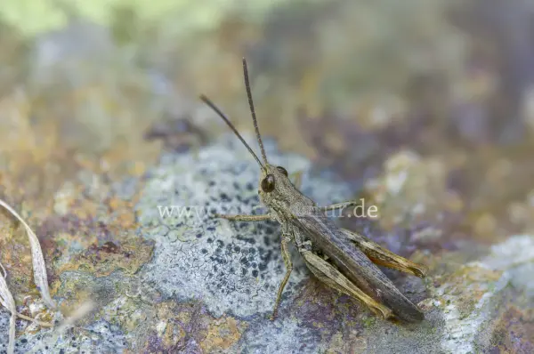 Fokus-Natur Bild