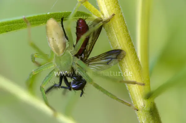Fokus-Natur Bild