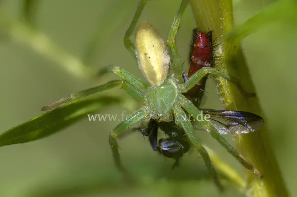 Fokus-Natur Bild