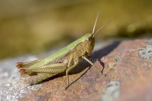 Fokus-Natur Bild