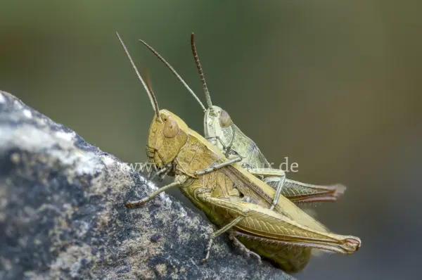 Fokus-Natur Bild