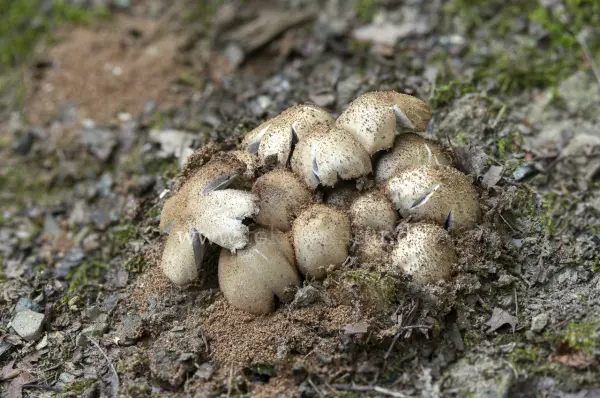 Fokus-Natur Bild