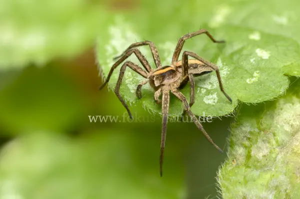 Fokus-Natur Bild