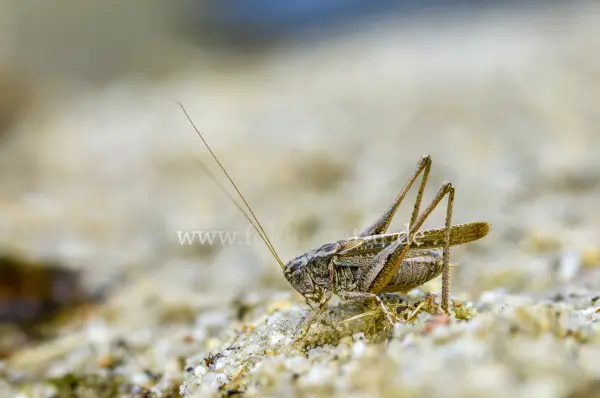 Fokus-Natur Bild