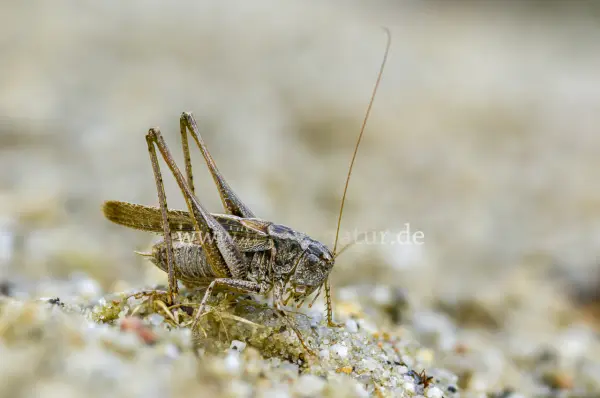 Fokus-Natur Bild