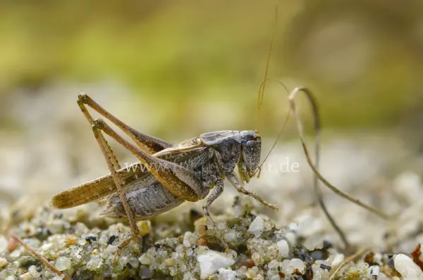 Fokus-Natur Bild